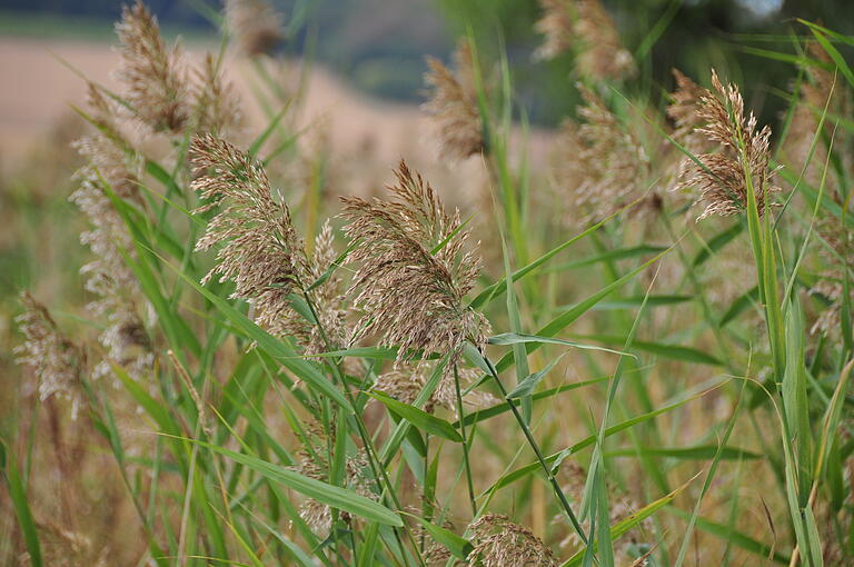Die natürliche Abgrenzung des Floßgraben zur offenen Wiese mit Schilf ist auch teil des Wiesenprojektes und soll erhalten bleiben. Foto: Elfriede Streitenberger Die natürliche Abgrenzung des Floßgraben zur offenen Wiese mit Schilf ist auch teil des Wiesenprojektes und soll erhalten bleiben. Foto: Elfriede Streitenberger