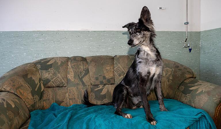 Australian-Shepherd-Mix Diana möchte gerne bald eine heimische Couch erobern.