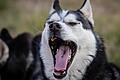 Ein Husky zeigt seine Zähne. Nach der Beißattacke in Heßlar fordert Peta Konsequenzen. Symbolbild