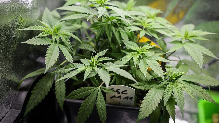 In Cannabis-Clubs soll ab diesem Sommer gemeinschaftlich Cannabis angebaut werden können. In Cannabis-Clubs soll ab diesem Sommer gemeinschaftlich Cannabis angebaut werden können.