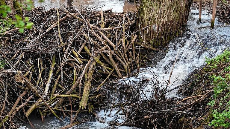 Biberdamm in der Lauer bei Oberlauringen: Der seitliche Abfluss soll die angrenzenden Wiesen für zu großer Nässe schützen, die das Gras verderben lässt. Biberdamm in der Lauer bei Oberlauringen: Der seitliche Abfluss soll die angrenzenden Wiesen für zu großer Nässe schützen, die das Gras verderben lässt.