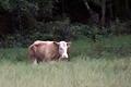 Wald statt Schlachter: Kuh Yvonne narrte im Sommer 2011 fast 100 Tage lang ihre Fänger und wurde so zum Medienstar.