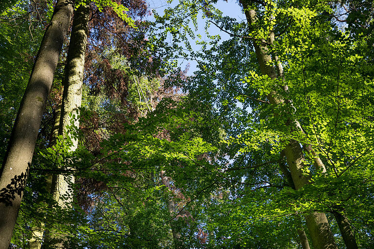 Die Trockenjahre 2018 und 2019 haben dem Wald zugesetzt: Selbst viele der Altbuchen, die bis zu 200 Jahre alt sind und Höhen von über 40 Metern erreicht haben, zeigen starke Absterbeerscheinungen. Die Trockenjahre 2018 und 2019 haben dem Wald zugesetzt: Selbst viele der Altbuchen, die bis zu 200 Jahre alt sind und Höhen von über 40 Metern erreicht haben, zeigen starke Absterbeerscheinungen.