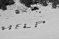 Botschaft auf Sand.jpeg       -  Schiffbrüchige haben auf einer Insel im Pazifik 'Help' mit Palmwedeln auf Sand geschrieben.