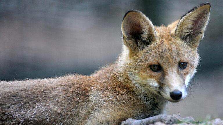 Im Wildpark Gersfeld fühlen sich auch Füchse wohl. Im Wildpark Gersfeld fühlen sich auch Füchse wohl.