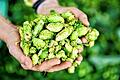 500 Jahre Bier-Reinheitsgebot       -  Aromahopfen der Sorte &bdquo;Perle&ldquo;: Hopfen ist einer der vier &bdquo;Reinheitsgebot&ldquo;-Zutaten.