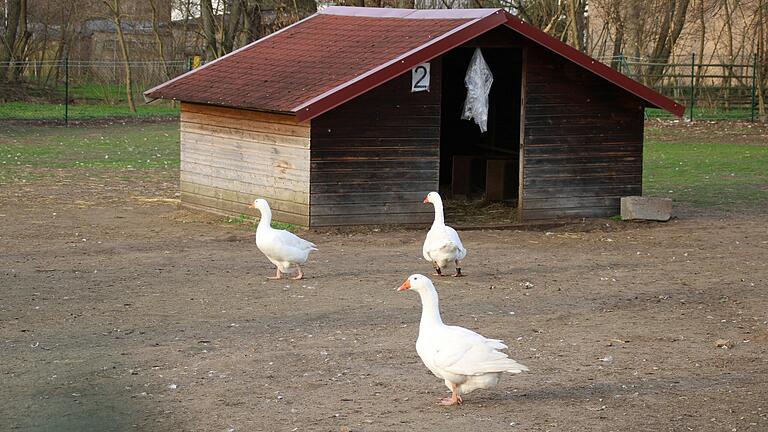 Hühner, Puten, Enten, Gänse, Wachteln und Perlhühner leben in den Ställen und Freigehegen des Staatsgutes Kitzingen. Hühner, Puten, Enten, Gänse, Wachteln und Perlhühner leben in den Ställen und Freigehegen des Staatsgutes Kitzingen.