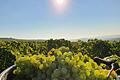 Die Weinlese in Franken ist in vollem Gange. Die Winzer aus der Region Schweinfurt erwarten von diesem Jahrgang frische, fruchtige, süße Weißweine.
