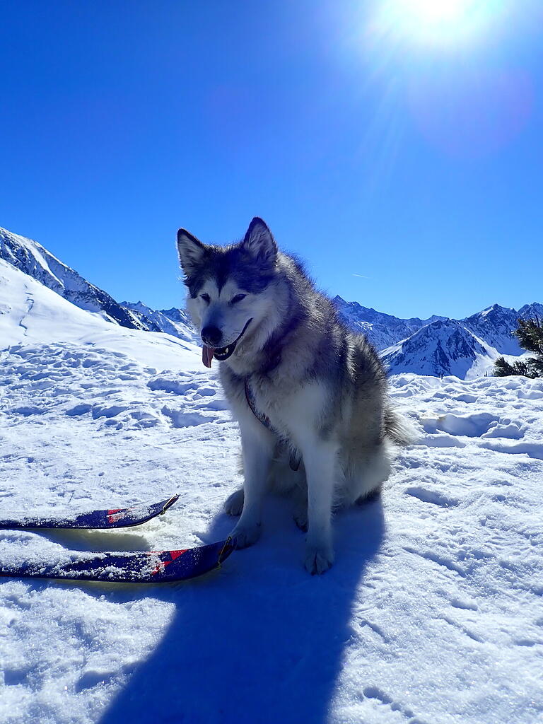 Mara im verschneiten Gebirge – einer Umgebung, die dem Naturell des Schlittenhundes der Rasse Alaskan Malamute entsprechen dürfte. Mara im verschneiten Gebirge – einer Umgebung, die dem Naturell des Schlittenhundes der Rasse Alaskan Malamute entsprechen dürfte.