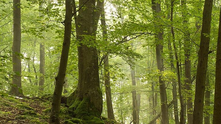 Das Naturwaldreservat Böhlgrund. Das Naturwaldreservat Böhlgrund.