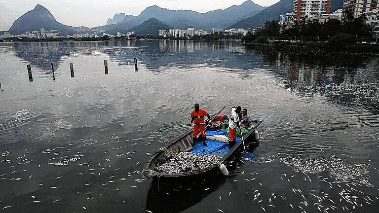 Rio de Janeiro 2016 - Lagoa Rodrigo de Freitas       -  Tote Fische, wohin das Auge blickt: In dieser Lagune sollen in drei Monaten die Olympia-Wettbewerbe der Ruderer und Kanuten stattfinden.