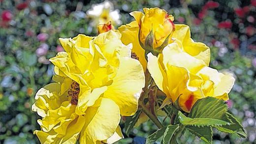 Zitronengelb: Die Lichtkönigin Lucia erfreut durch reiche Blüten. Zitronengelb: Die Lichtkönigin Lucia erfreut durch reiche Blüten.