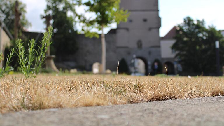 Der Rasen gleicht auch unweit des Hohntores in Bad Neustadt momentan eher einer Steppe. Um Wasser zu sparen, gießt ihn der Bauhof von Bad Neustadt aktuell nicht. Der Rasen gleicht auch unweit des Hohntores in Bad Neustadt momentan eher einer Steppe. Um Wasser zu sparen, gießt ihn der Bauhof von Bad Neustadt aktuell nicht.