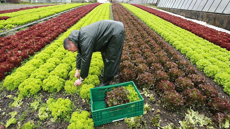 Gärtnereien müsse geholfen werden, findet der Schweinfurter Landtagsabgeordnete Paul Knoblach (Grüne). Gerade weil eine Zeit komme, 'in der wir jeden Salatkopf und jede Gurke brauchen könnten'. Gärtnereien müsse geholfen werden, findet der Schweinfurter Landtagsabgeordnete Paul Knoblach (Grüne). Gerade weil eine Zeit komme, 'in der wir jeden Salatkopf und jede Gurke brauchen könnten'. 