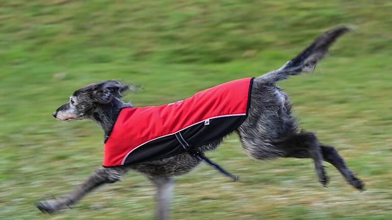 Windhund trägt einen Mantel       -  Auch für Windhunde mit ihrem kurzen Fell kann ein Hundemantel sinnvoll sein.