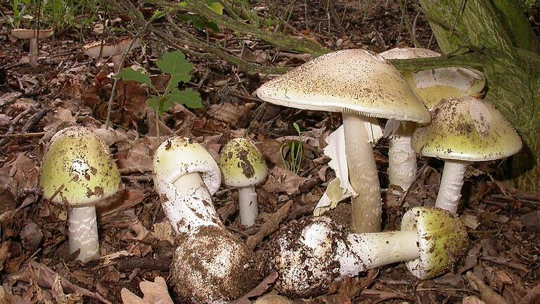 Vorsicht vor Giftpilzen: Nur sammeln, was bekannt ist       -  Der giftigste von allen: Grüner Knollenblätterpilz