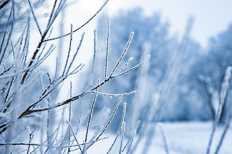 &nbsp;Eisige Temperaturen lassen den Schnee auf den Ästen gefrieren.