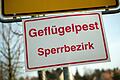 Geflügelpest       -  Tausende Tiere wurden wegen des Ausbruchs vorsorglich getötet. (Archivbild)
