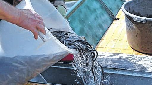 Aale für den Main: Die Fischerzunft Marktheidenfeld hat in ihren Flussabschnitt 32 000 Aale eingesetzt. Aale für den Main: Die Fischerzunft Marktheidenfeld hat in ihren Flussabschnitt 32 000 Aale eingesetzt.