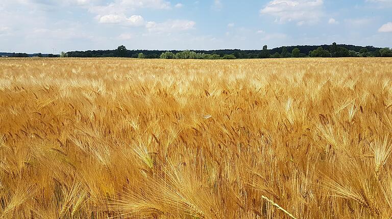 Heiß, sehr heiß war der Juni. Die Sonne brannte vom Himmel. Heiß, sehr heiß war der Juni. Die Sonne brannte vom Himmel.