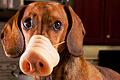 Eigentlich ein putziges Wesen, der (innere) Schweinehund. In Wirklichkeit ist er natürlich eine Allegorie, also die bildliche Darstellung eines Zustands. In diesem Fall der Willensschwäche.
