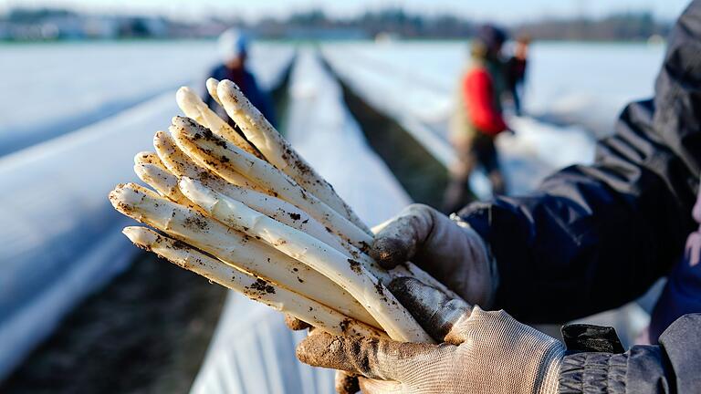 Spargelsaison beginnt - Die ersten Stangen Spargel sind in dieser Saison längst gestochen. Spargelsaison beginnt - Die ersten Stangen Spargel sind in dieser Saison längst gestochen.