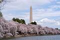 Kirschblüten in Washington       -  Zu den Spaziergängern unter den blühenden Kirschbäumen in Washington gehört auch der ehemalige US-Präsident Barack Obama.