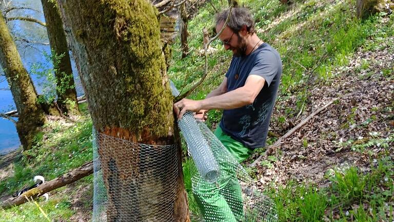 Aktion 'Zaun um den Baum': Alexander Neugebauer hat mit zwei Bekannten Zäune um alte Eichen an der Saale zwischen Euerdorf und Bad Kissingen gespannt, um sie vor Bibern zu schützen.       -  Aktion 'Zaun um den Baum': Alexander Neugebauer hat mit zwei Bekannten Zäune um alte Eichen an der Saale zwischen Euerdorf und Bad Kissingen gespannt, um sie vor Bibern zu schützen.