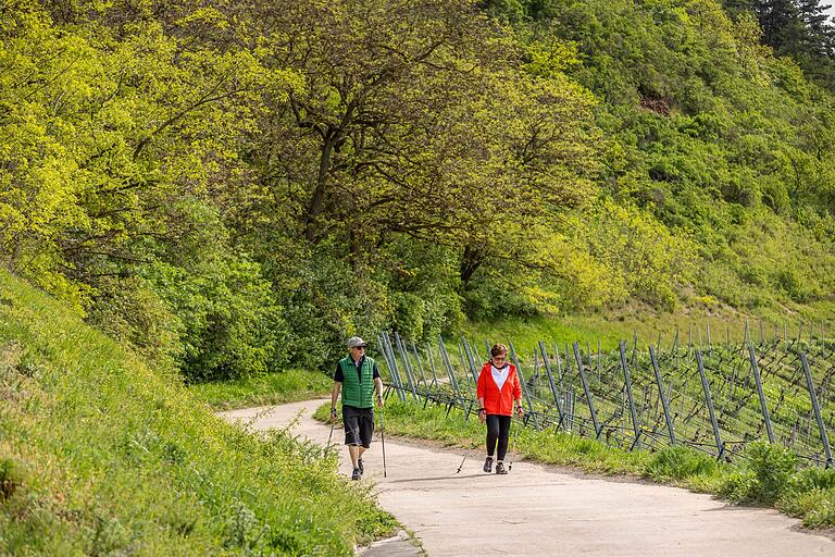 Die Iphöfer Weinentdeckerrunde ist ein herrlicher Spaziergang zu den Wein-Höhepunkten der Stadt. Die Iphöfer Weinentdeckerrunde ist ein herrlicher Spaziergang zu den Wein-Höhepunkten der Stadt. 