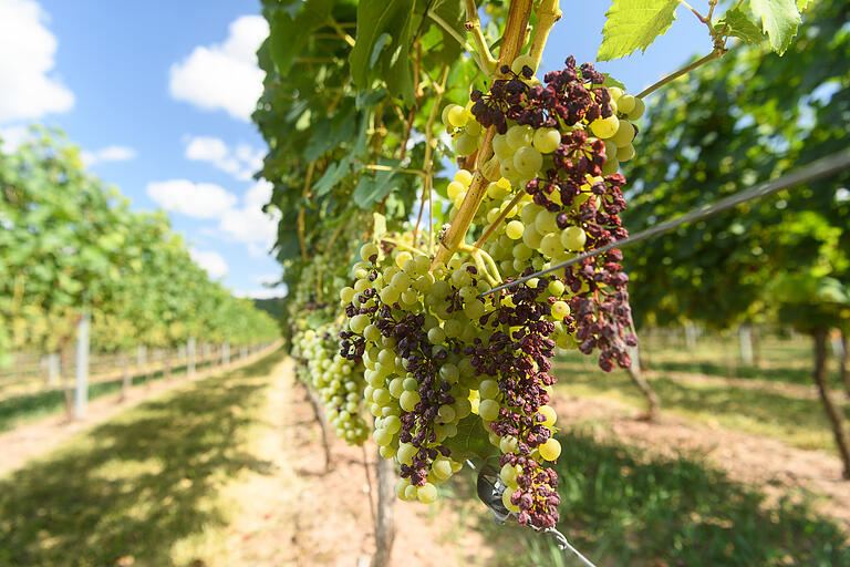 Vertrocknete Trauben an einer Rebe an einem Weinberg bei Thüngersheim im Landkreis Würzburg.&nbsp;