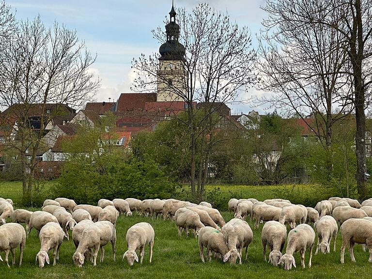 Jetzt sind sie wieder unterwegs - die Schafherden auf dem Weg in die Rhön. Bei Irmelshausen fanden die Herden schon einmal frisches Grün. Jetzt sind sie wieder unterwegs - die Schafherden auf dem Weg in die Rhön. Bei Irmelshausen fanden die Herden schon einmal frisches Grün.