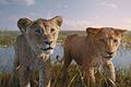 Mufasa - Der König der Löwen       -  In &bdquo;Mufasa: Der König der Löwen&rdquo; geht es um die Vorgeschichte des Disney-Originals von 1994.