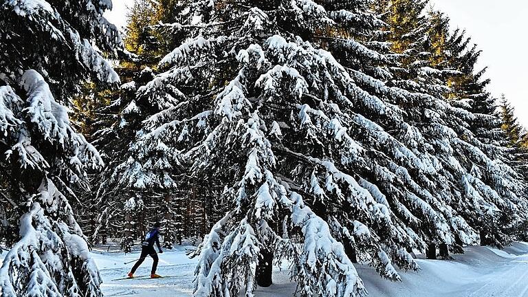 Winterwetter im Thüringer Wald       -  Im Thüringer Wald bei Oberhof (Thüringen) können Langläufer zwischen verschneiten Bäumen beste Bedingungen für den Wintersport genießen.