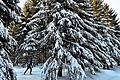 Winterwetter im Thüringer Wald       -  Im Thüringer Wald bei Oberhof (Thüringen) können Langläufer zwischen verschneiten Bäumen beste Bedingungen für den Wintersport genießen.