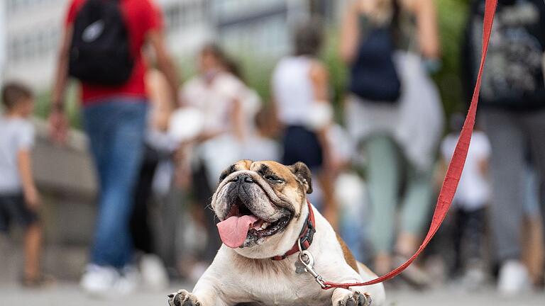 Ein Hund liegt hechelnd auf dem Asphalt.jpeg       -  Hechelnde Hunde kühlen sich damit ab. Kurzköpfigen Hunderassen fällt es schwerer, Abkühlung durch Schwimmen zu bekommen.