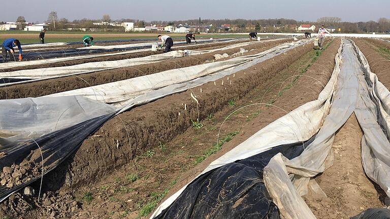 Demnächst sind wieder viele Saisonarbeiter aus Osteuropa im Einsatz. Das Foto zeigt Erntehelfer in Röthlein aus dem letzten Jahr.