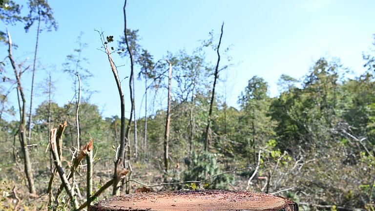 Ein Harvester-Einsatz am Rohrbacher Kirchle sorgte in Teilen der Bevölkerung für Kritik. Am Montag erklärte der Steinfelder Förster die Hintergründe des Eingriffs und lud zu einem Waldbegang am 11. Oktober.