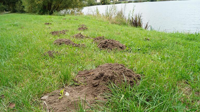 Lebt dieser Maulwurf gefährlich? Gerüchten zufolge buddelt er sich am Ufer des Galgenfeldsees durch belasteten Boden. Bürgermeister Günther Werner bestreitet das. Lebt dieser Maulwurf gefährlich? Gerüchten zufolge buddelt er sich am Ufer des Galgenfeldsees durch belasteten Boden. Bürgermeister Günther Werner bestreitet das.