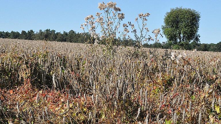 Das sollte eigentlich nicht sein: Ein Weizenfeld, das vor der Ernte großflächig mit Glyphosat behandelt wurde, weil sich Ackerwinden und Disteln breit gemacht haben &ndash; entdeckt von dieser Redaktion im Sommer 2016 im Haßgau. Bei sachgemäßer Anwendung gehe von dem Herbizid aber keine Gefahr für Mensch und Umwelt aus, behauptete am Montag in Augsfeld BBV-Kreisobmann Klaus Merkel.