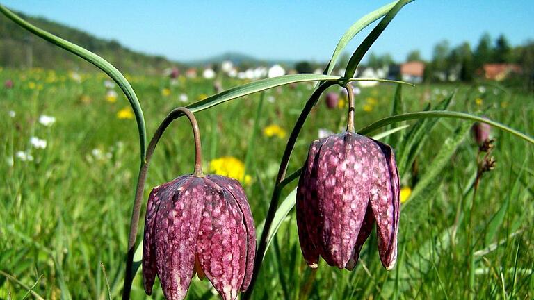 Die Schachbrettblume gilt als Sinnbild für das Naturschutzgebiet Zeitlofs. Foto: Ingo Queck       -  Die Schachbrettblume gilt als Sinnbild für das Naturschutzgebiet Zeitlofs. Foto: Ingo Queck