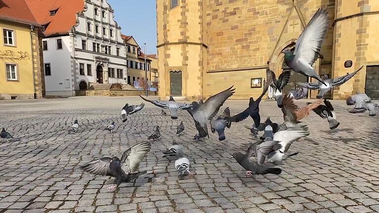 Während des Lockdowns durfte die Stadttaubenhilfe 'White Angels' am Martin-Luther-Platz füttern. Seit Ende Dezember ist damit Schluss. Während des Lockdowns durfte die Stadttaubenhilfe 'White Angels' am Martin-Luther-Platz füttern. Seit Ende Dezember ist damit Schluss.