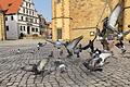 Während des Lockdowns durfte die Stadttaubenhilfe 'White Angels' am Martin-Luther-Platz füttern. Seit Ende Dezember ist damit Schluss.