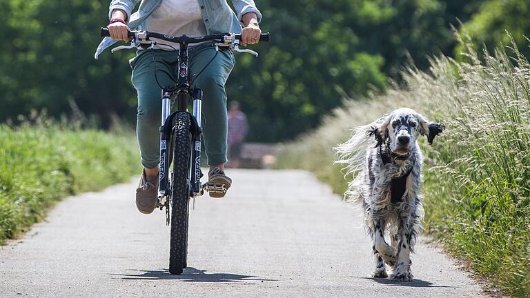 Tier auf Trab: 8 Tipps fürs Radeln mit Hund.jpeg       -  Manche Hunde brauchen mehr Auslauf als andere. Das ist bei der Wahl der passenden Rasse wichtig.