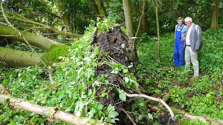 Thomas Häußler (links) entdeckte nach dem Tornado die gefällte, 20 Meter hohe Esche in der Gaukönigshöfer Gemarkung. Neben ihm macht sich Bürgermeister Bernhard Rhein ein Bild von den Schäden.