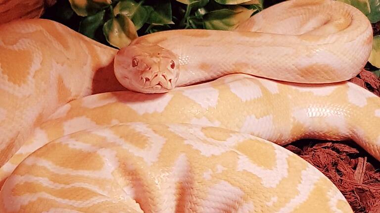 In der Nacht von Sonntag auf Montag stahlen Einbrecher diese Tigerpython aus einem Zeiler Wohnhaus. In der Nacht von Sonntag auf Montag stahlen Einbrecher diese Tigerpython aus einem Zeiler Wohnhaus.