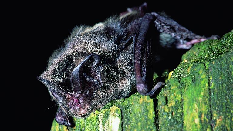 Den Winter am besten verschlafen: Mopsfledermäuse fühlen sich im Milseburgtunnel in der hessischen Rhön bei Kleinsassen seit Jahren wohl. Auch die jüngste Zählung ergab stabile Bestände. Den Winter am besten verschlafen: Mopsfledermäuse fühlen sich im Milseburgtunnel in der hessischen Rhön bei Kleinsassen seit Jahren wohl. Auch die jüngste Zählung ergab stabile Bestände.