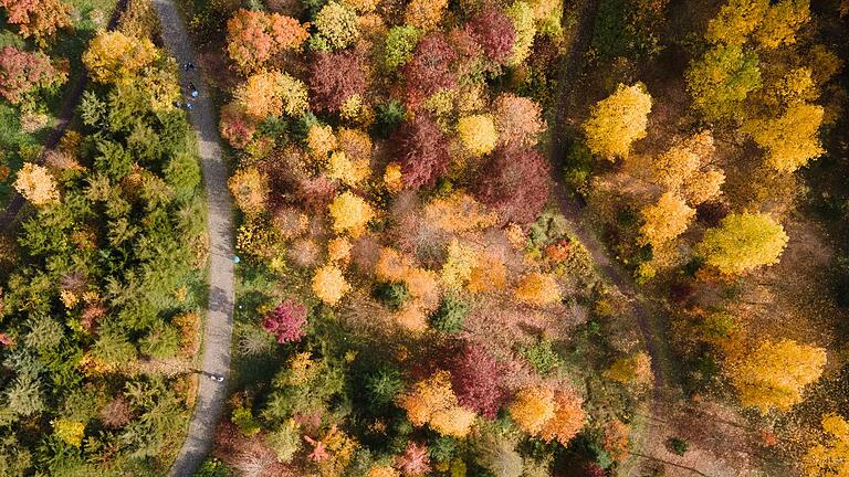 Was ist eigentlich so toll am Herbst?       -  Gelb, orange, rot: Die Wälder haben im Herbst einen ganz eigenen Reiz, denn das Laub der Bäume verfärbt sich. (Archivbild)