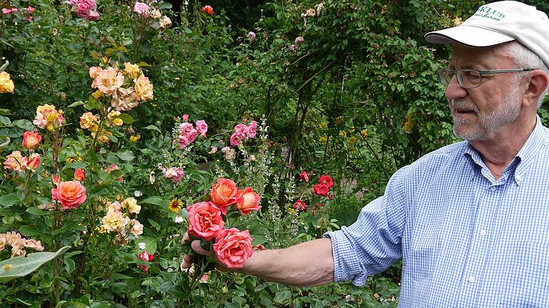 Hubert Töpfer begutachtet einen Teil der Rosen in seinem Garten. Hunderte Rosenstöcke verwandeln diesen jedes Jahr in ein Blütenmeer. Fotos: Rebecca Vogt       -  Hubert Töpfer begutachtet einen Teil der Rosen in seinem Garten. Hunderte Rosenstöcke verwandeln diesen jedes Jahr in ein Blütenmeer. Fotos: Rebecca Vogt