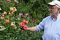 Hubert Töpfer begutachtet einen Teil der Rosen in seinem Garten. Hunderte Rosenstöcke verwandeln diesen jedes Jahr in ein Blütenmeer. Fotos: Rebecca Vogt       -  Hubert Töpfer begutachtet einen Teil der Rosen in seinem Garten. Hunderte Rosenstöcke verwandeln diesen jedes Jahr in ein Blütenmeer. Fotos: Rebecca Vogt