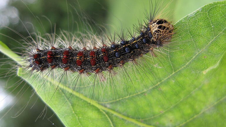 Raupe des Schwammspinners       -  Eine nahezu ausgewachsene Raupe eines Schwammspinners krabbelt auf einem Blatt.